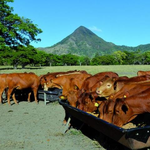 FiliereBovine_780x405.jpg