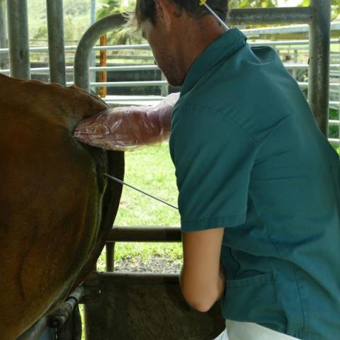 Insemination d'une vache.jpg