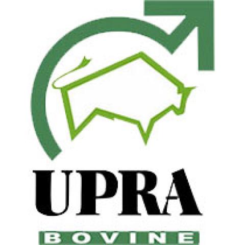 UPRA-Bovine.jpg