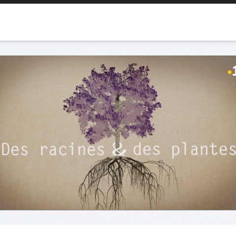 des racines et des plantes (2).PNG