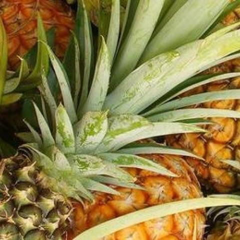 ananas.jpg