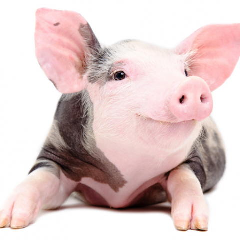 peste porcine africaine.png