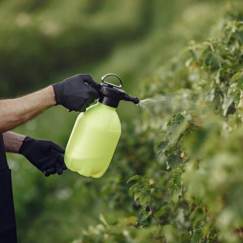 agriculteur-pulverisant-legumes-dans-jardin-herbicides-homme-dans-tablier-noir.jpg