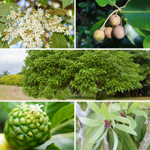 2407 - SITEFiches plantes médicinales.png