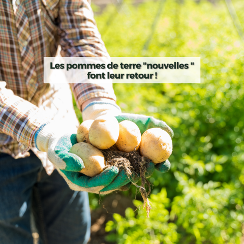 10_08 - Pomme de terres nouvelles.png