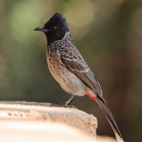 22_08 - Espèces envahissantes Bulbuls.png