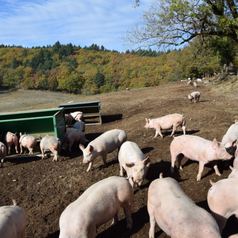 31_08 - Filière porcine _ Projet développement porc en plein air.png