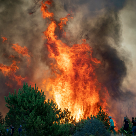 22_09 - IRD feu de forêt (4).png