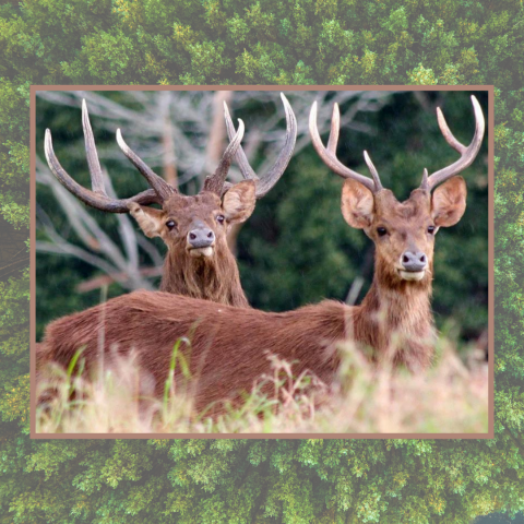 10_10 - Feu vert pour la commercialisation du cerf de chasse (2).png