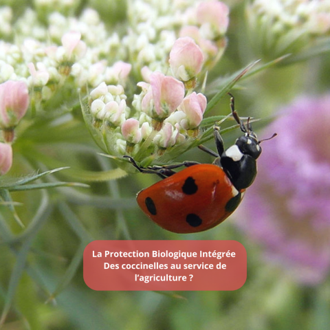 16_10 -  PBI Coccinelles aident dans l'agriculture.png