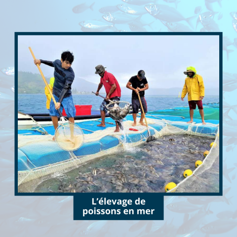 30_10 Les poissons d'élevage (2).png