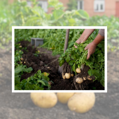 24_11 - 2023, une année record pour la récolte de pommes de terre.png