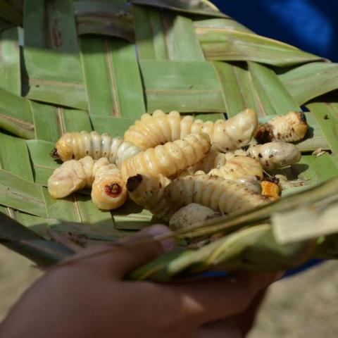 Marché du ver de bancoule.jpg