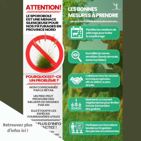 Alerte invasion sporobole.png